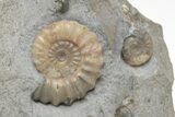 Fossil Jurassic Ammonite (Asteroceras) Cluster - Dorset, England #206501-3